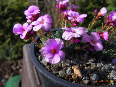 Saxifraga [Regio Group] 'Bohemian Paradise'