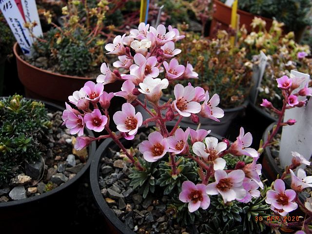 Saxifraga [Magnus Group]  'Brian Arundel'