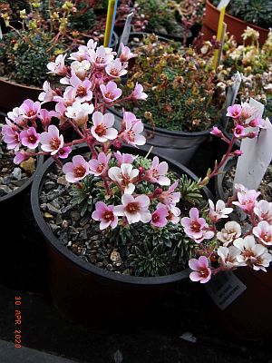 Saxifraga [Magnus Group]  'Brian Arundel'