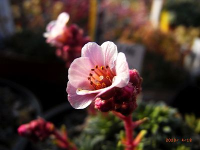 Saxifraga [Magnus Group]  'Brian Arundel'