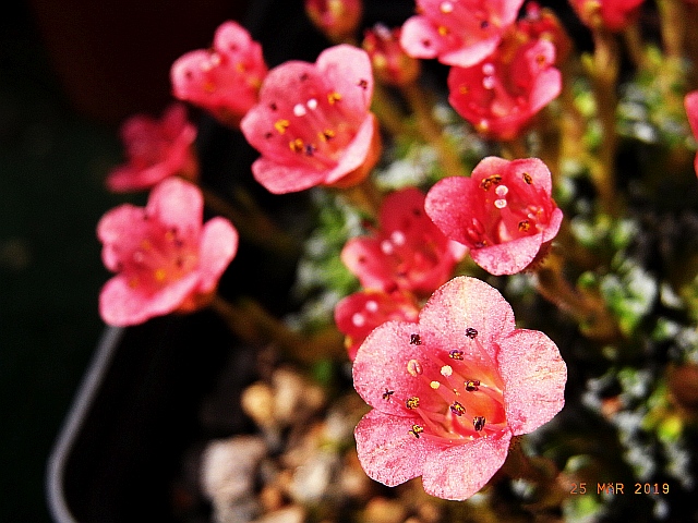 Saxifraga [Impressio Group] 'Claude Monet'