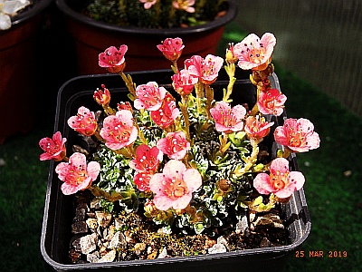 Saxifraga [Impressio Group] 'Claude Monet'