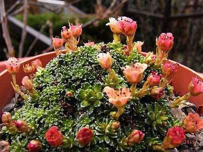 Saxifraga [Impressio Group] 'Claude Monet'