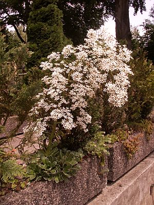 Rosettensteinbrech