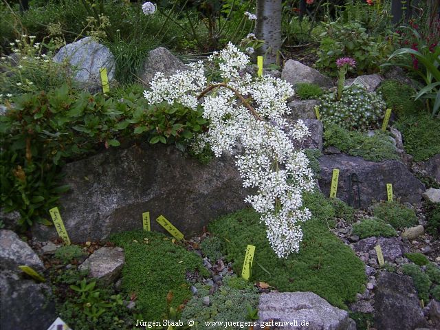 Saxifraga cotyledon 'Schneeflocke'