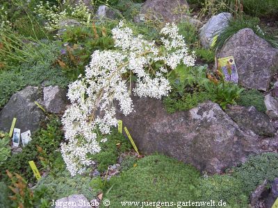 Saxifraga cotyledon 'Schneeflocke'
