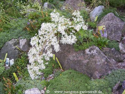 Saxifraga cotyledon 'Schneeflocke'