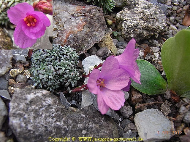 Saxifraga dinnikii Pflanze 1