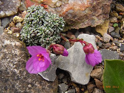 Saxifraga dinnikii Pflanze 1