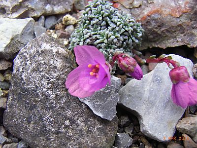 Saxifraga dinnikii Pflanze 1