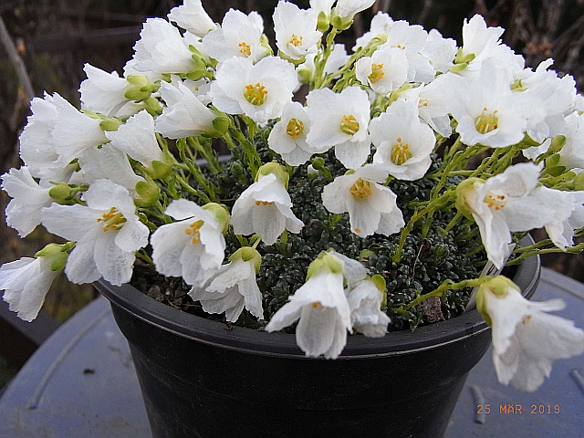 Saxifraga dinnikii - bila Forma