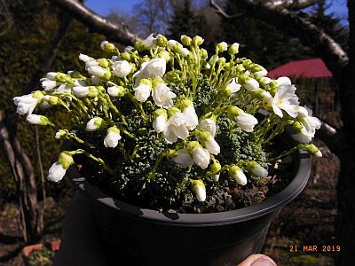 Saxifraga dinnikii - bila Forma