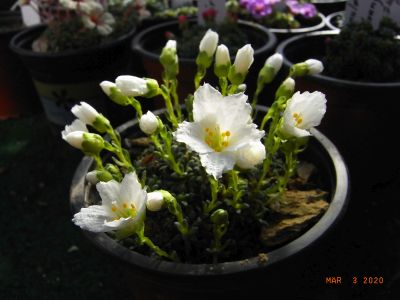 Saxifraga dinnikii - bila Forma