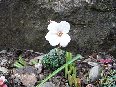 Saxifraga dinnikii - bila Forma