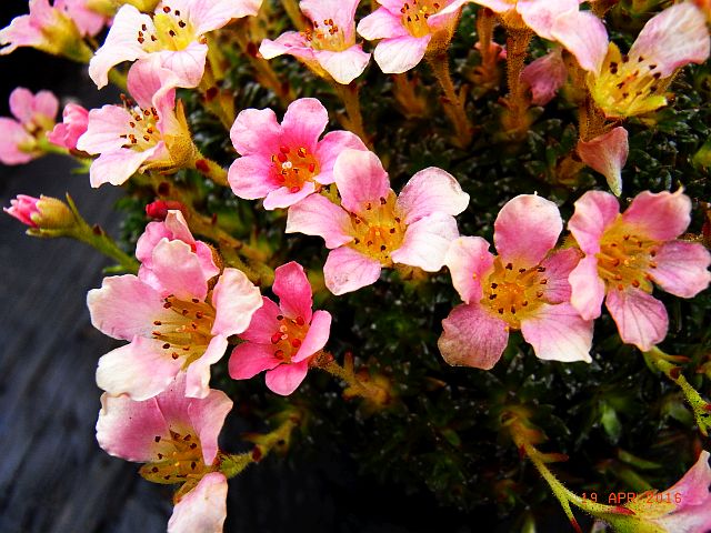 Saxifraga NCC 'Dominika'