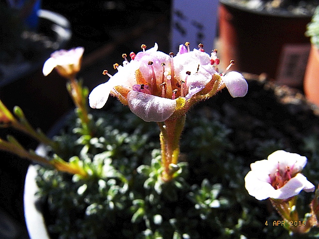 Saxifraga  NCC 'FJK 87'