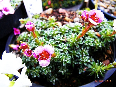 Saxifraga  NCC 'FJK 87'