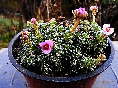 Saxifraga  NCC 'FJK 87'