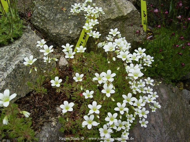 Saxifraga x arendsii 'Grandiflora Alba'