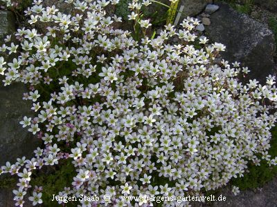 Saxifraga x arendsii 'Grandiflora Alba'