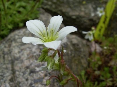 Saxifraga x arendsii 'Grandiflora Alba'