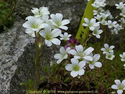 Saxifraga x arendsii 'Grandiflora Alba'