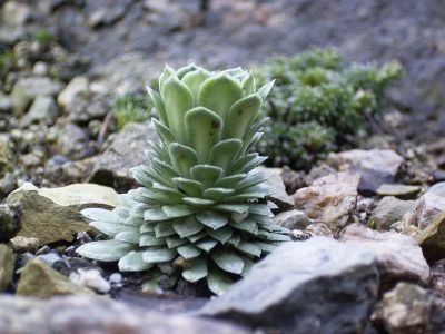 saxifraga federici-augusti ssp.grisebachii