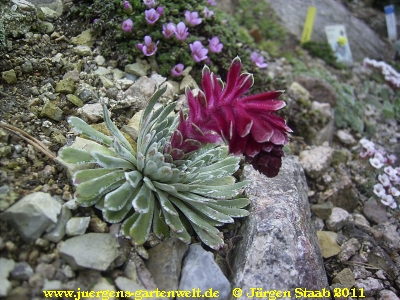 saxifraga federici-augusti ssp.grisebachii