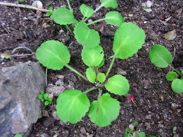 Saxifraga hirsuta L. subsp. paucicrenata