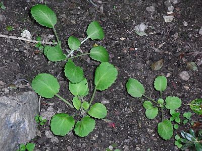 Saxifraga hirsuta L. subsp. paucicrenata