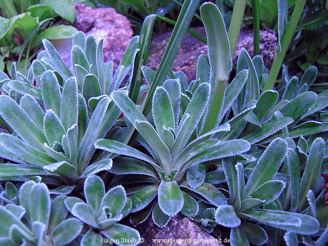 Saxifraga hostii ssp. hostii 