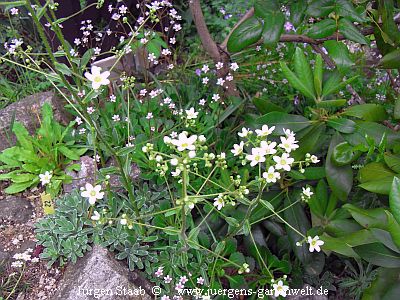 Saxifraga hostii ssp. hostii 