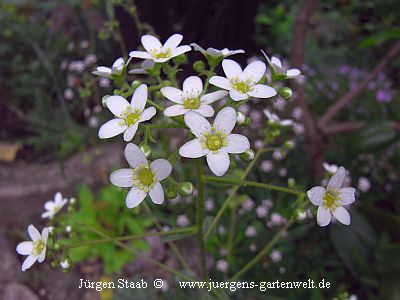 Saxifraga hostii ssp. hostii 