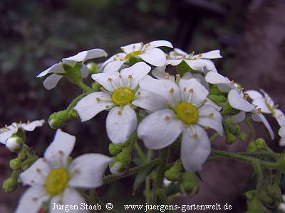 Rosettensteinbrech 