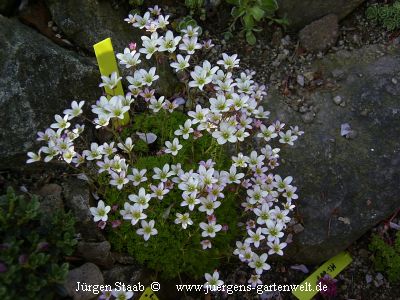 Saxifraga hypnoides 'Withlavei'