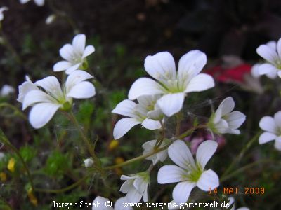 Saxifraga hypnoides 'Withlavei'