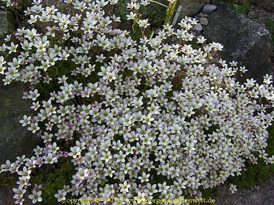 Saxifraga hypnoides 'Withlavei'