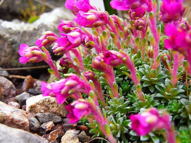 Saxifraga NCC  'Isobel Young'