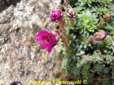 Saxifraga NCC  'Isobel Young'