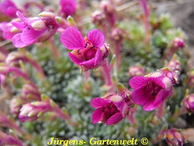 Saxifraga NCC  'Isobel Young'