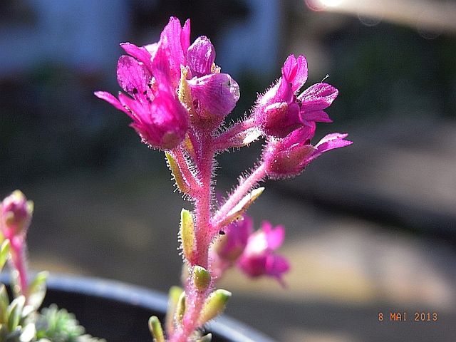 Saxifraga NCC  'Isobel Young'