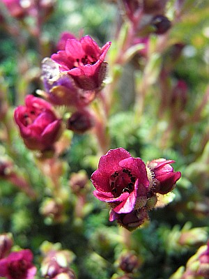 Saxifraga NCC  'Isobel Young'