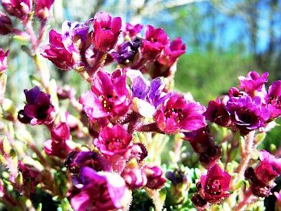 Saxifraga NCC  'Isobel Young'