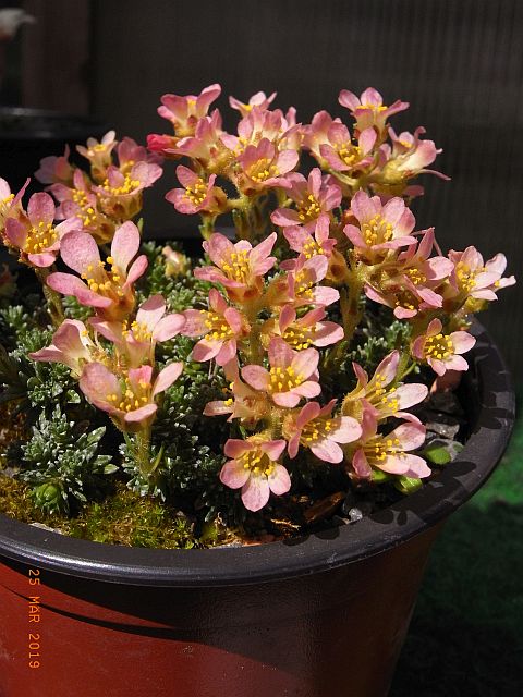 Saxifraga columnaris x juniperifolia 