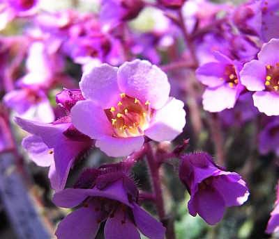 Saxifraga [Honor Group] 'John Byam Grounds'