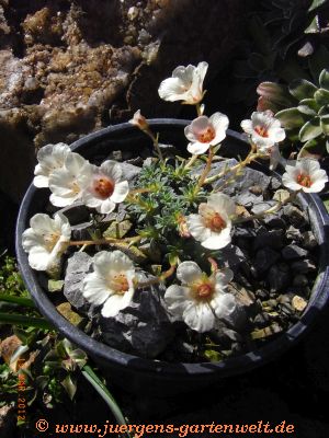 Saxifraga [Válido Group]'Joy Bishop' 