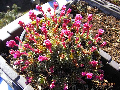 Saxifraga [Pardubice Group] 'Karel Pech' 