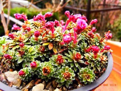 Saxifraga [Pardubice Group] 'Karel Pech' 