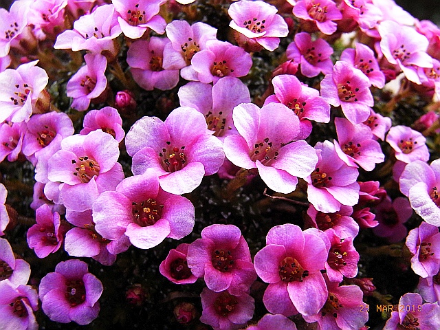 Saxifraga [Liberty Ships Group] 'Kvilda' 