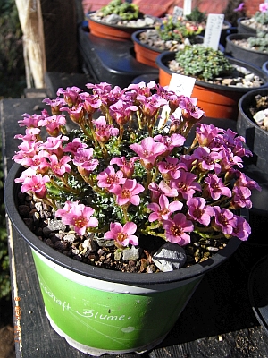 Saxifraga [Liberty Ships Group] 'Kvilda' 